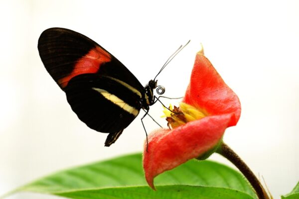 Descubren la clave de la longevidad de mariposas Heliconius