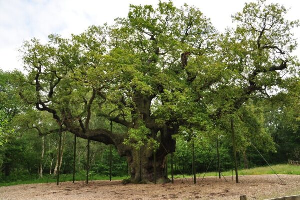 El calentamiento global mata al árbol más viejo de Europa