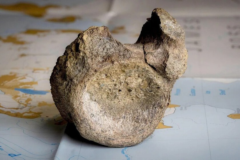 En Antártida, un fósil descubierto tras décadas en un cajón revela un dinosaurio del Cretácico