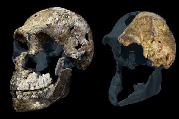 Yacimiento fósil más controvertido muestra solo restos femeninos de Homo naledi