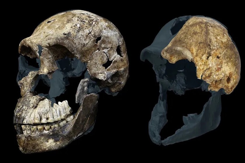Yacimiento fósil más controvertido muestra solo restos femeninos de Homo naledi