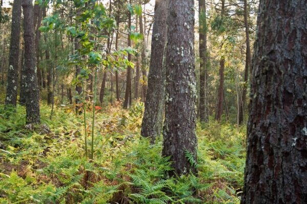 España plantó eucaliptos para madera barata: ahora son un desierto verde