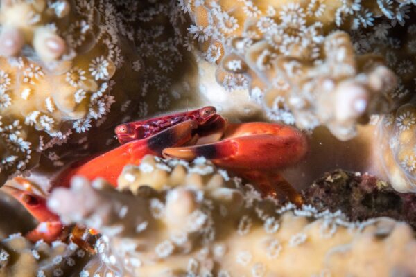Nuevos depósitos minerales desafían equilibrio ecológico