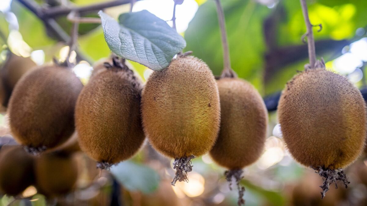 Concentración y exportación: los negocios de la fruticultura argentina que mueven millones