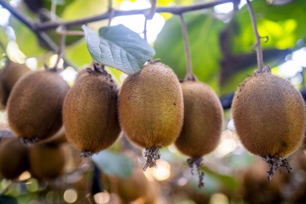 Concentración y exportación: los negocios de la fruticultura argentina que mueven millones