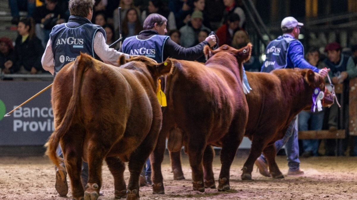La interna de Rural anticipa cruce en exposición de Palermo