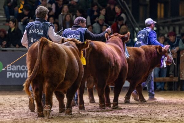 La interna de Rural anticipa cruce en exposición de Palermo