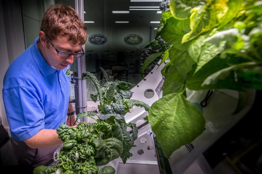 Cultivo de lechugas en espacio podría ser riesgoso