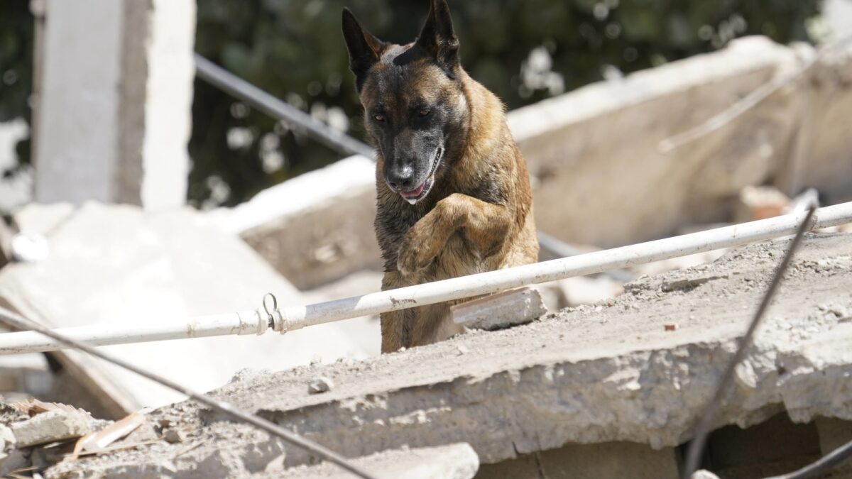 Perro argentino rescató a dos nenes en Venezuela tras terremoto