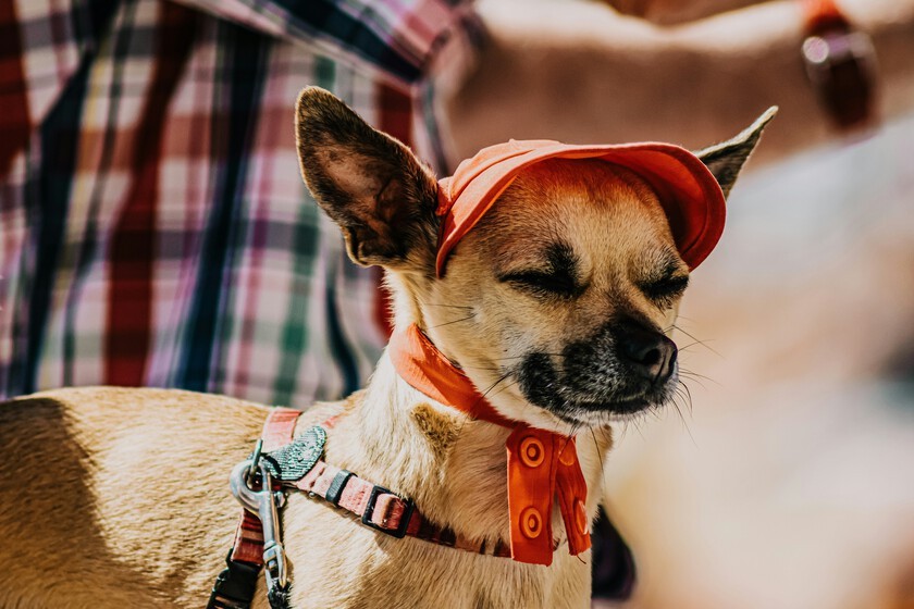 Expertos alertan: cómo proteger mascotas en ola de calor