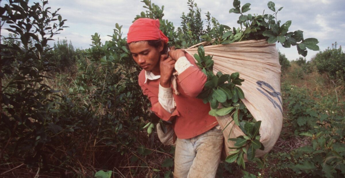 Yerba mate: caída del 3% en despachos internos y exportaciones en cinco meses