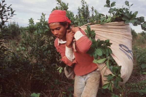 Yerba mate: caída del 3% en despachos internos y exportaciones en cinco meses