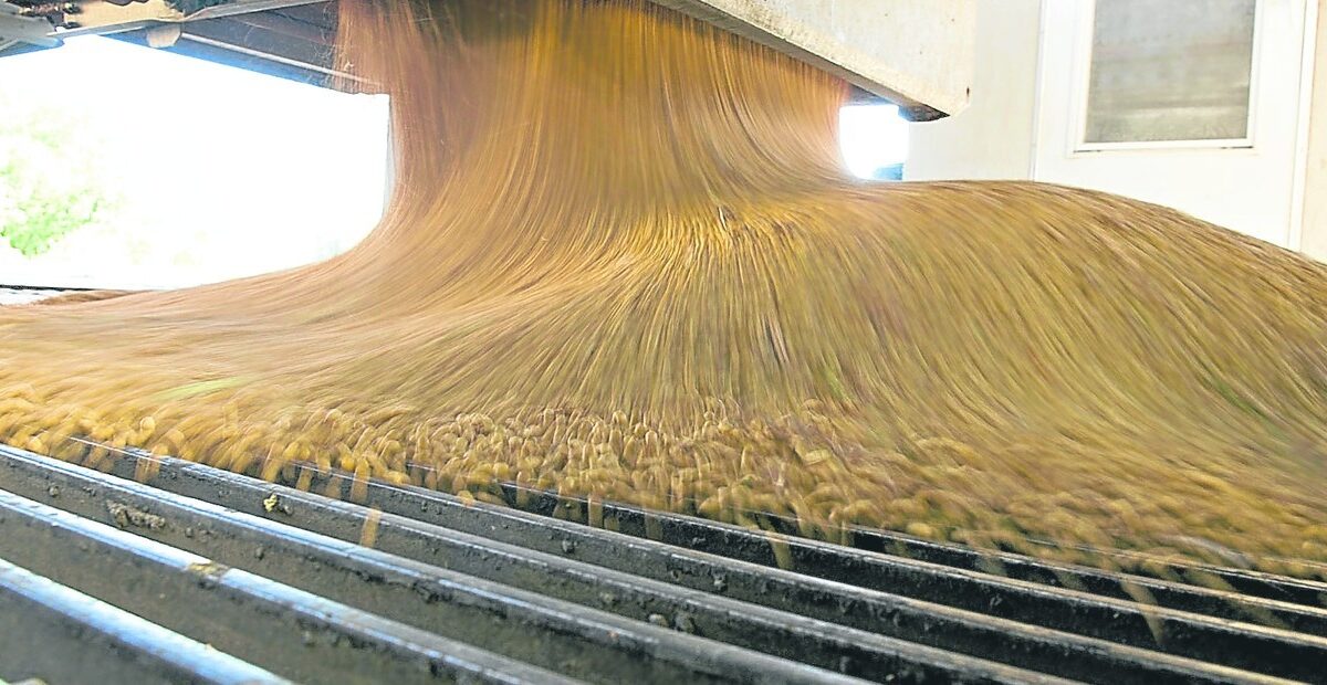 Soya cierra semana en baja con precios en mínimos de 4 meses