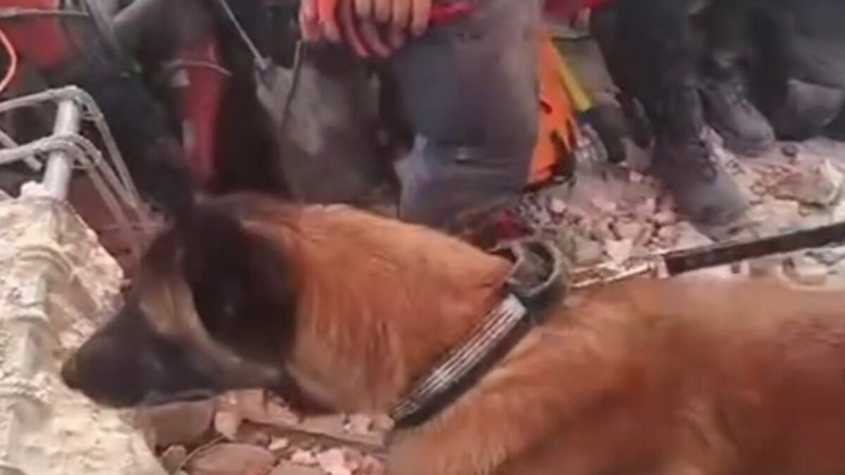 Perro argentino rescató a dos niños en Venezuela tras terremotos