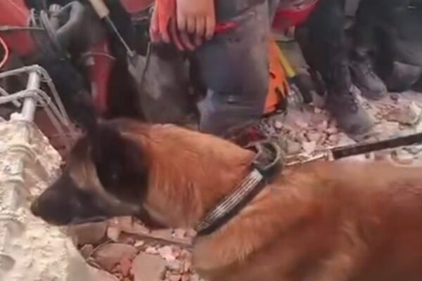 Perro argentino rescató a dos niños en Venezuela tras terremotos