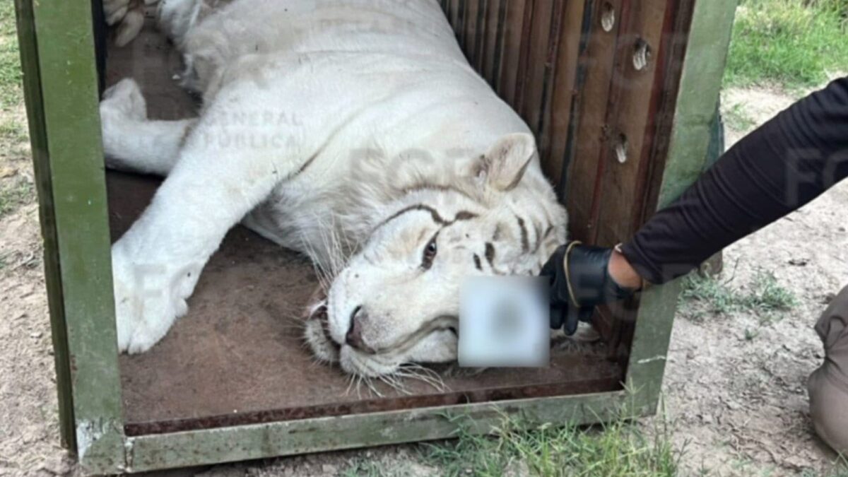 Rescatan animales exóticos de rancho vinculado a cartel en Durango