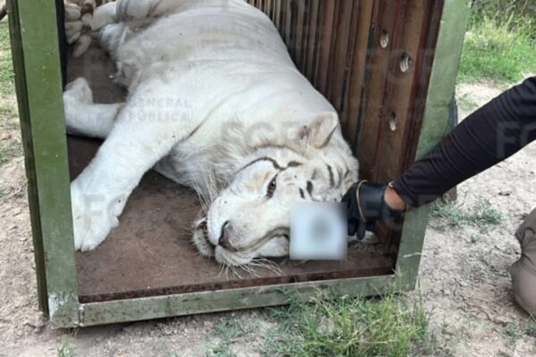 Rescatan animales exóticos de rancho vinculado a cartel en Durango