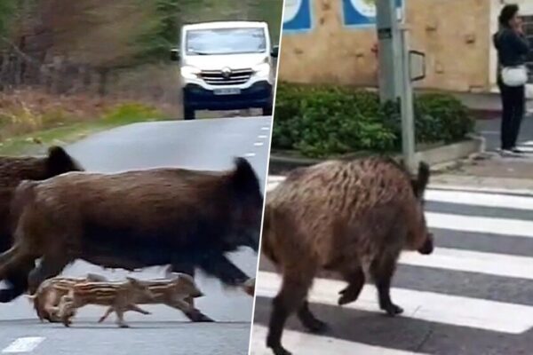 Carreteras invaden hábitats: la crisis animal en asfalto