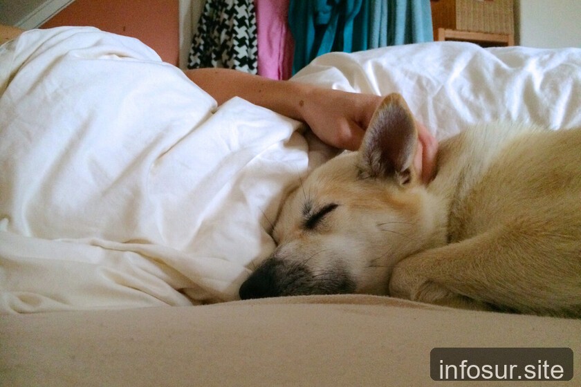 Dormir con mascotas afecta descanso, revelan estudios
