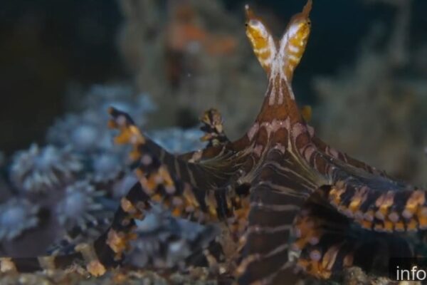 Fotógrafo canadiense capturó pulpo raro con ojos alargados que vuelve a viralizarse