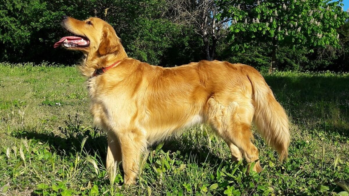 Golden Retriever: la raza que nació en Escocia para cazar aves