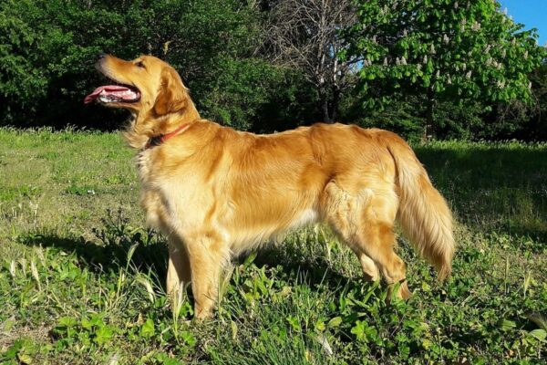 Golden Retriever: la raza que nació en Escocia para cazar aves