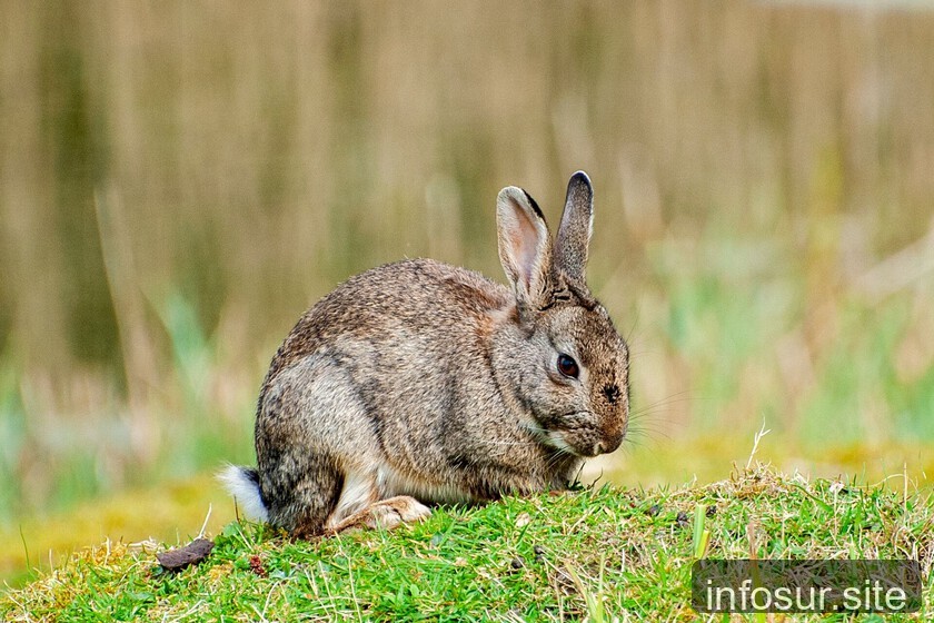Conejos de la península ibérica son dos especies distintas