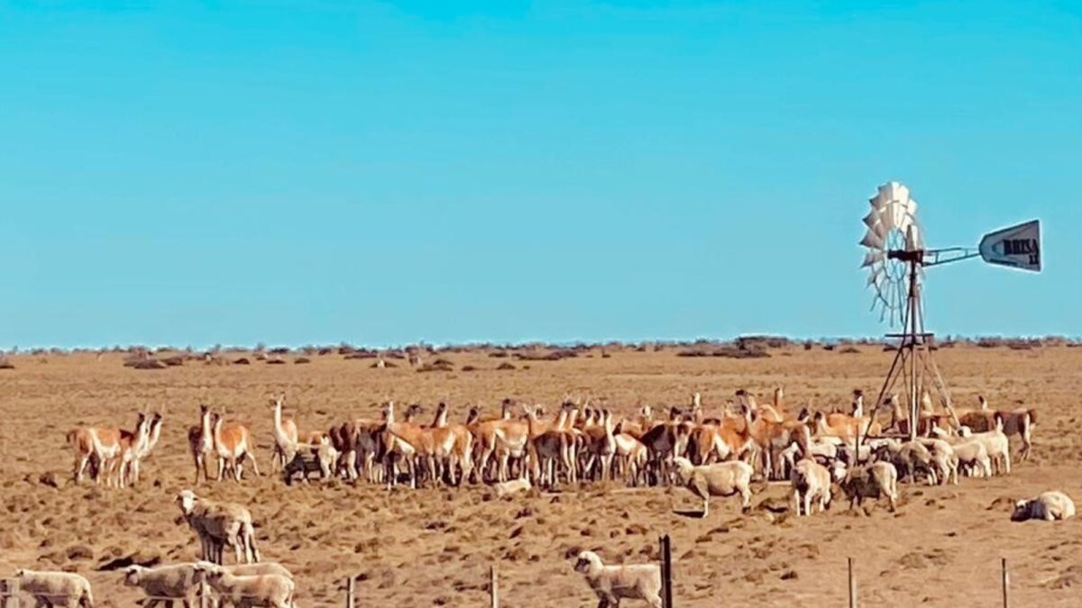 En Santa Cruz ya hay más guanacos que ovejas