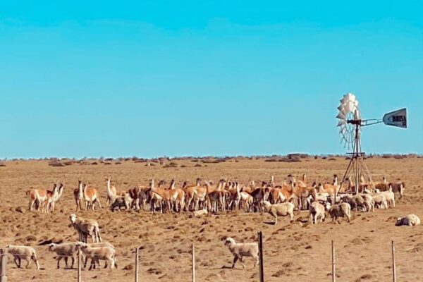 En Santa Cruz ya hay más guanacos que ovejas