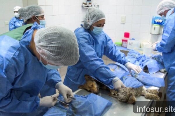 Almirante Brown lanza operativo de castración y cursos de manipulación de alimentos