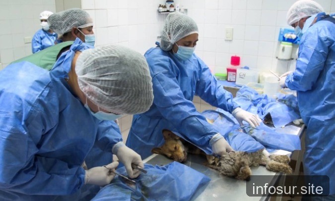 Almirante Brown lanza operativo de castración y cursos de manipulación de alimentos
