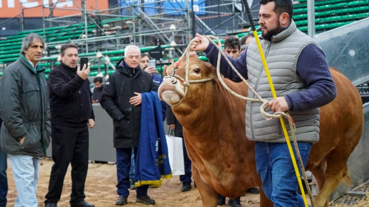 Latanti muestra excelencia genética de Limousin en Palermo