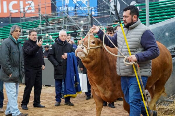 Latanti muestra excelencia genética de Limousin en Palermo