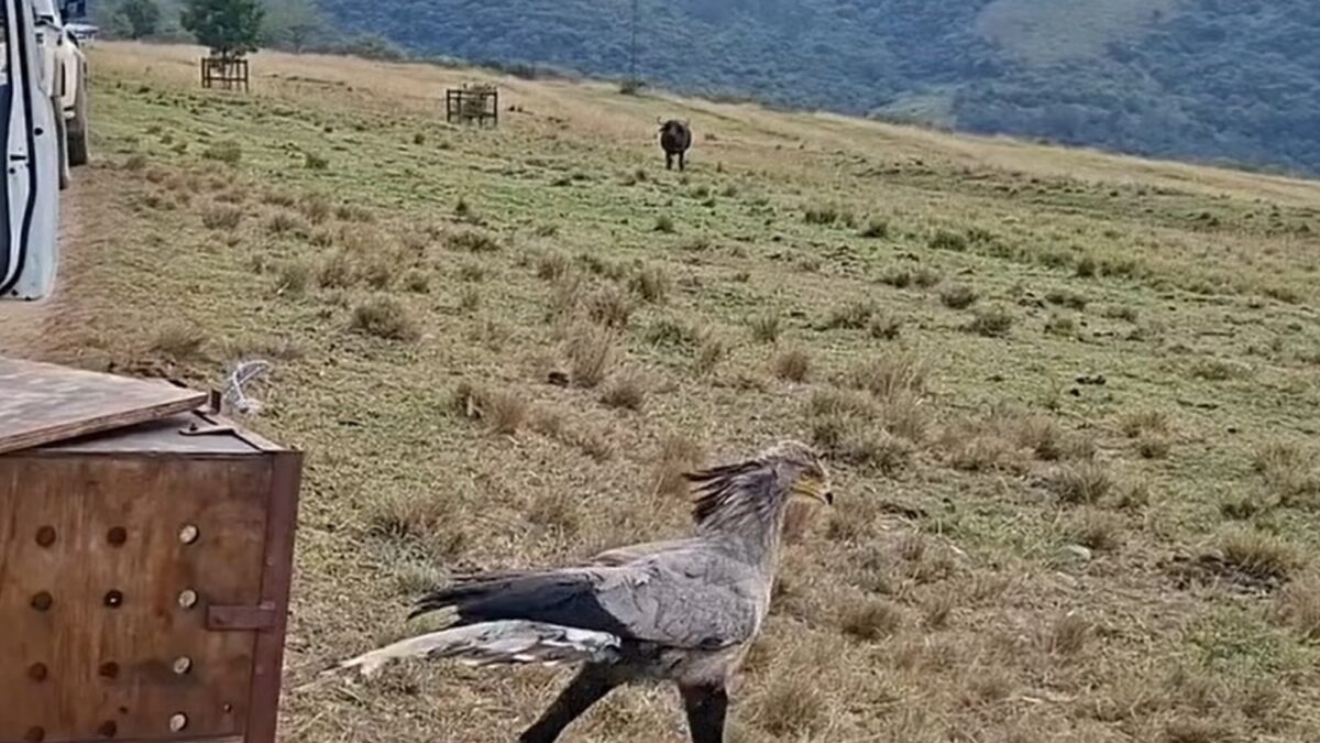Ave amenazada vuelve a volar tras rescate en Sudáfrica