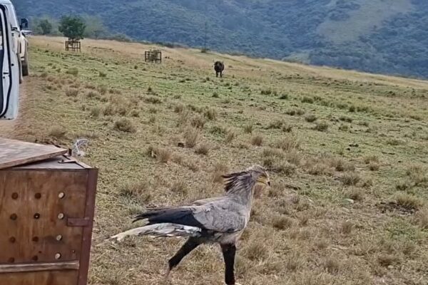 Ave amenazada vuelve a volar tras rescate en Sudáfrica
