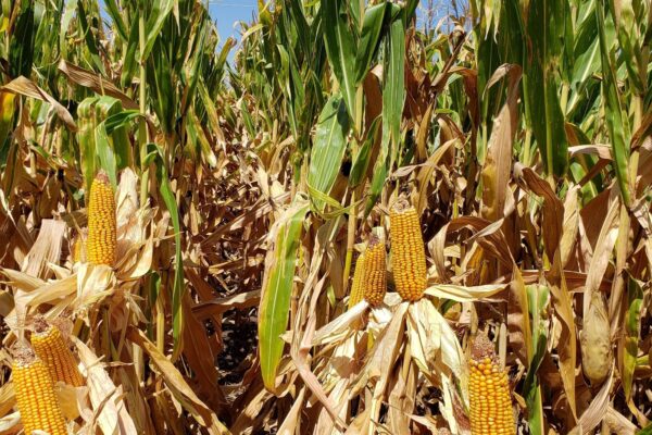 Argentina vende maíz más caro que Estados Unidos pese a una cosecha récord