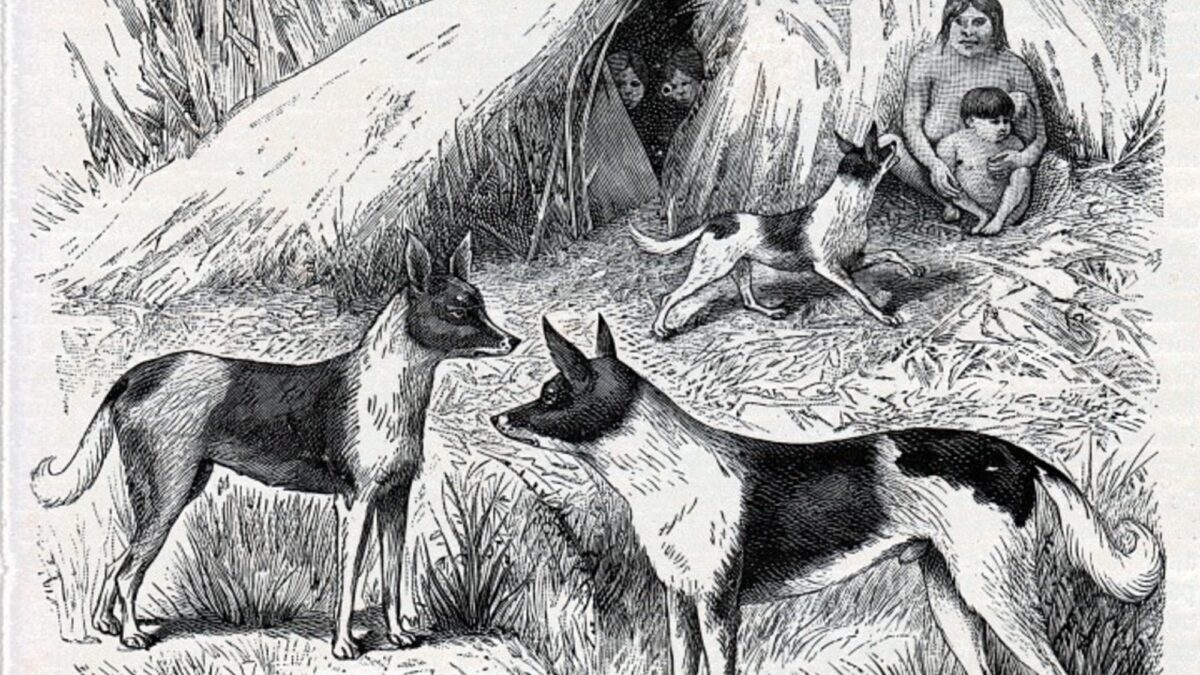 El perro yagán, una especie extinta de Patagonia