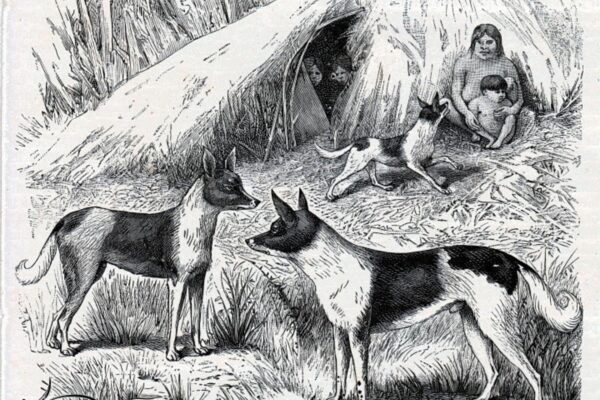 El perro yagán, una especie extinta de Patagonia