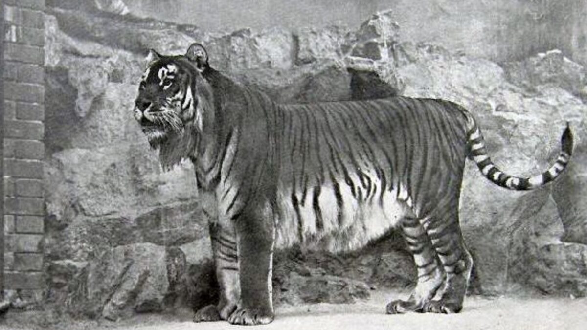 El tigre del Caspio, extinto hace 60 años, fue el «tigre con barba» que mató a un león en el Coliseo Romano