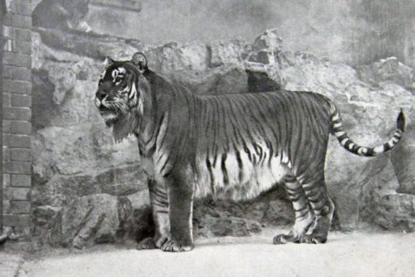 El tigre del Caspio, extinto hace 60 años, fue el "tigre con barba" que mató a un león en el Coliseo Romano