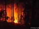 80 años de eucaliptos y un legado de incendios impredecibles