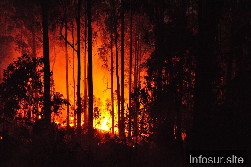 80 años de eucaliptos y un legado de incendios impredecibles