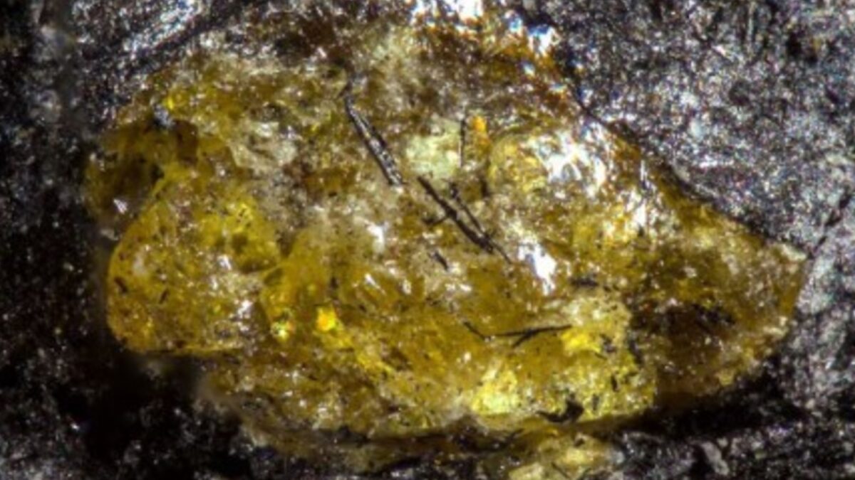 China descubre el ámbar más antiguo de la historia