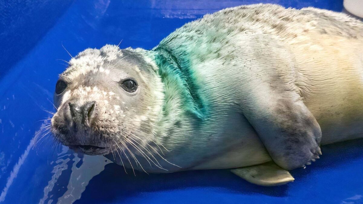 Foca gris regresa al mar después de ser rescatada y rehabilitada