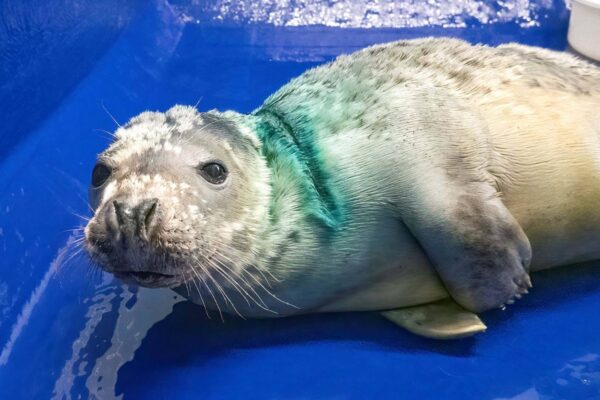 Foca gris regresa al mar después de ser rescatada y rehabilitada