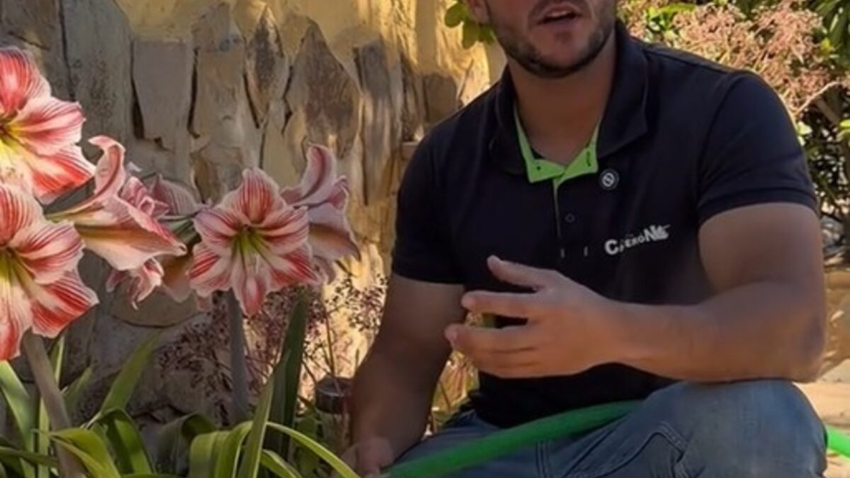 Jardinero alerta sobre método de riego: «Estás dañando plantas sin darte cuenta»