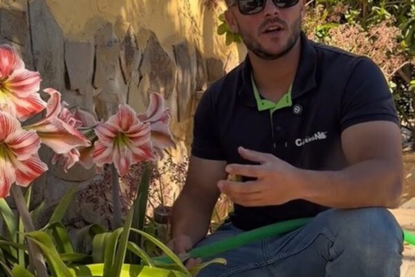 Jardinero alerta sobre método de riego: "Estás dañando plantas sin darte cuenta"