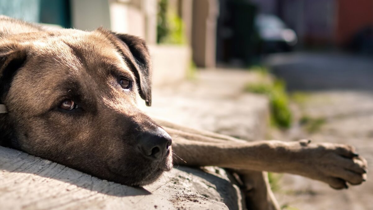 Día Mundial del Perro Callejero: por qué se celebra el 27 de julio y su importancia