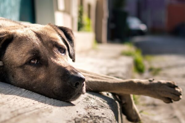 Día Mundial del Perro Callejero: por qué se celebra el 27 de julio y su importancia