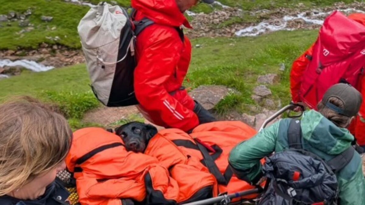 Perra rescatada tras intoxicación por marihuana en Reino Unido